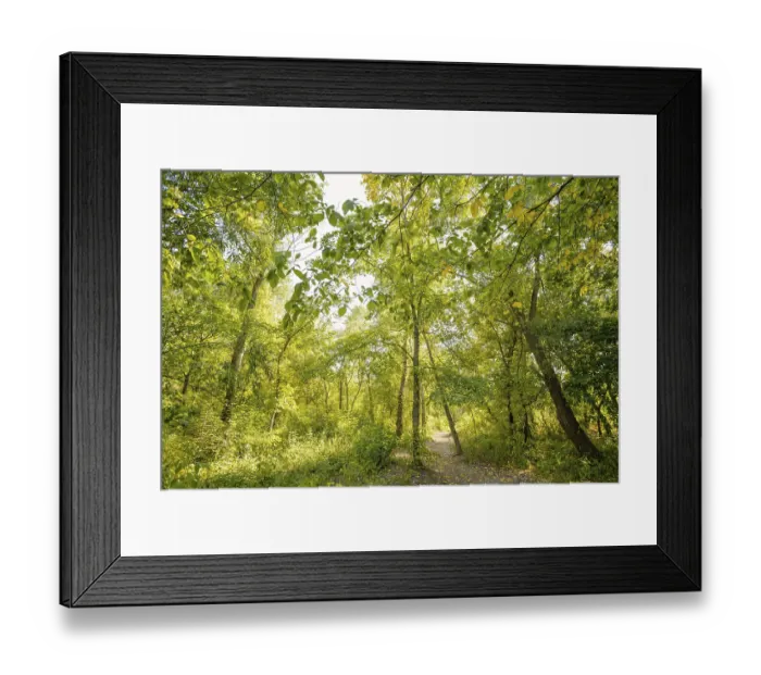 Framed Print : Autumn forest path between maple and poplar trees in a sunny day