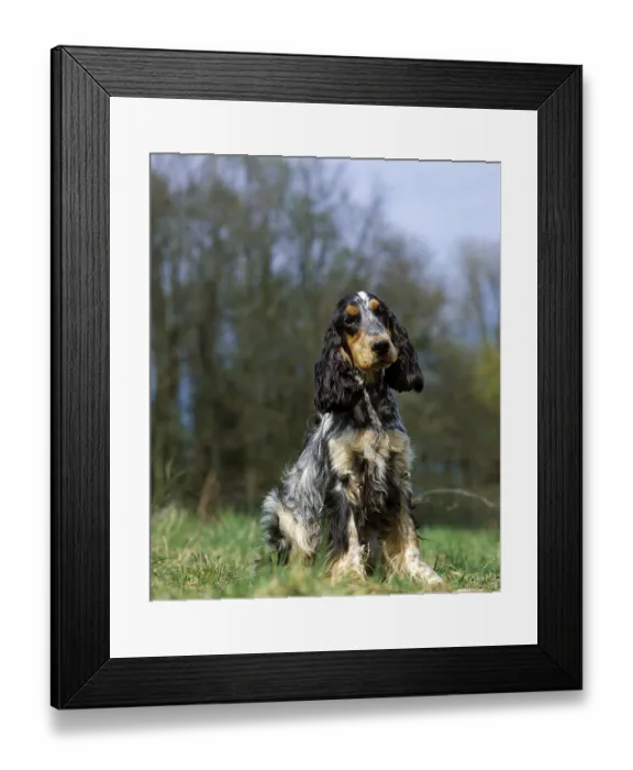 Framed Print : English Cocker Spaniel sitting on Grass Framed Print : English Cocker Spaniel sitting on Grass