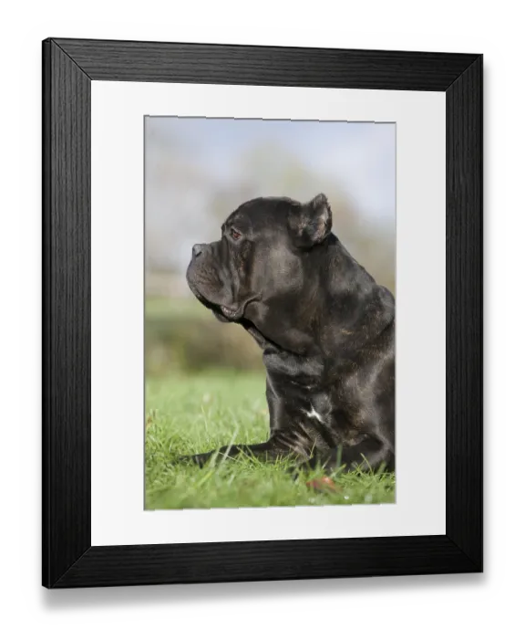 Framed Print : Cane Corso, a Dog Breed from Italy