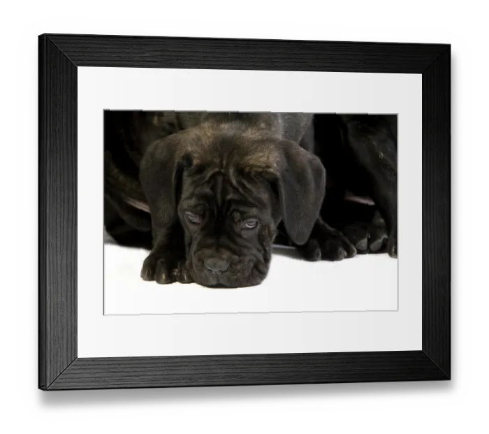 Framed Print : CANE CORSO, A DOG BREED FROM ITALY Framed Print : CANE CORSO, A DOG BREED FROM ITALY