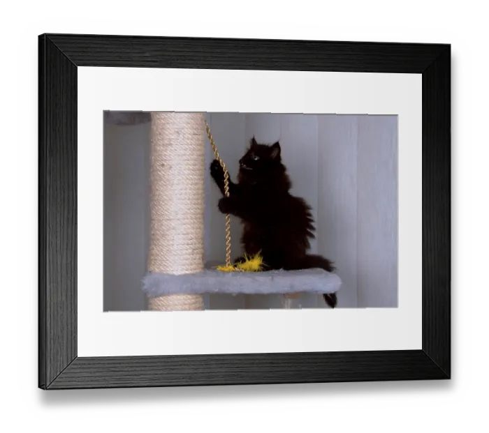 Framed Print : Norwegian Forest Cat, kitten