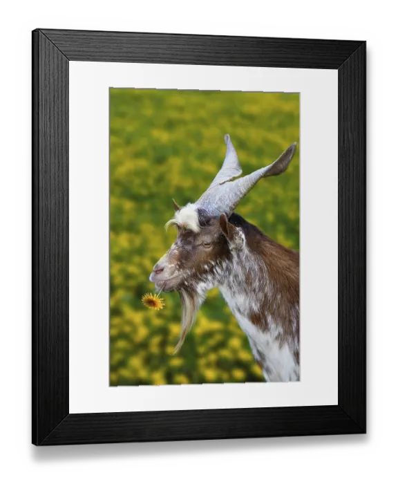 Framed Print : Girgentana goat, male, billy goat