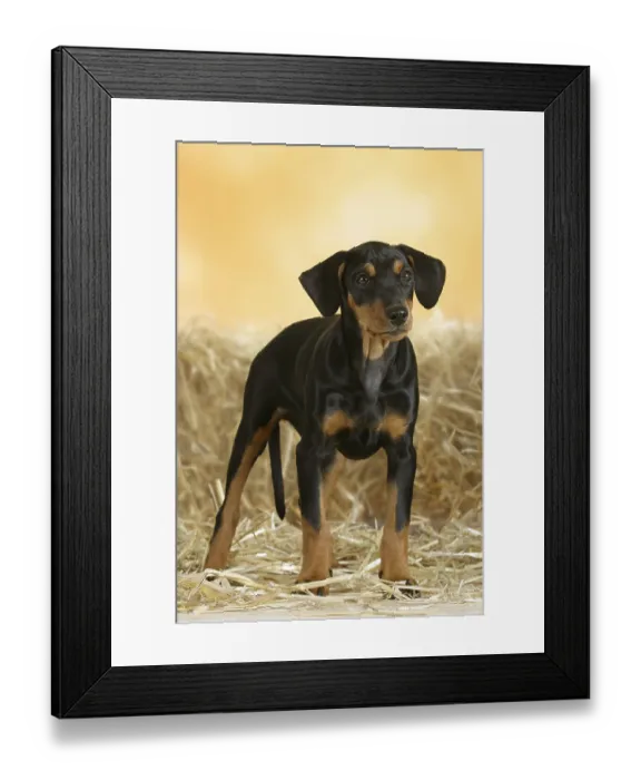 Framed Print : German Pinscher, puppy, 10 weeks