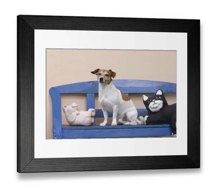 Framed Print : Jack Russell Terrier on Garden Bench Framed Print : Jack Russell Terrier on Garden Bench
