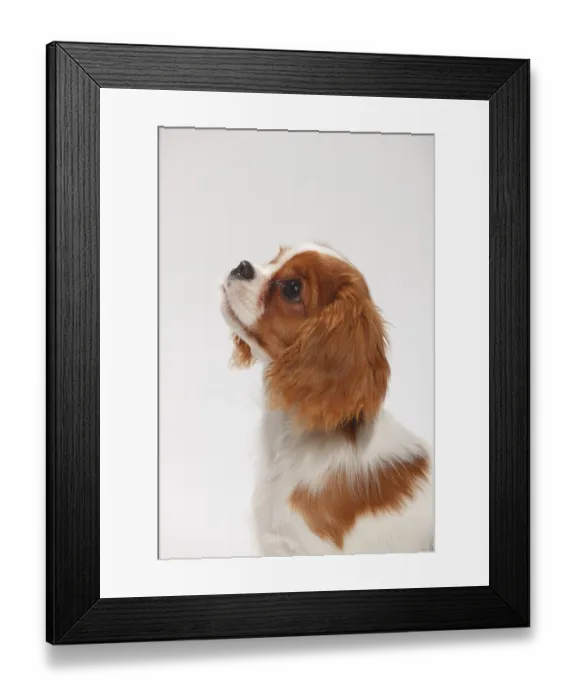 Framed Print : Cavalier King Charles Spaniel, puppy Framed Print : Cavalier King Charles Spaniel, puppy