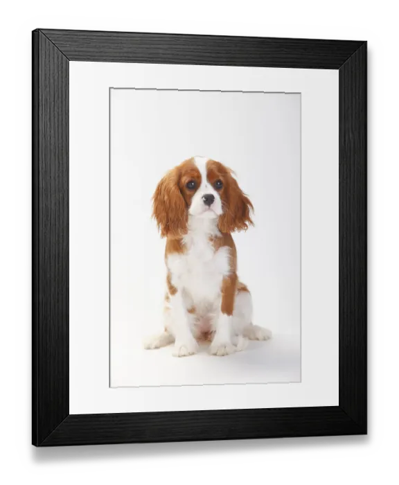 Framed Print : Cavalier King Charles Spaniel, puppy