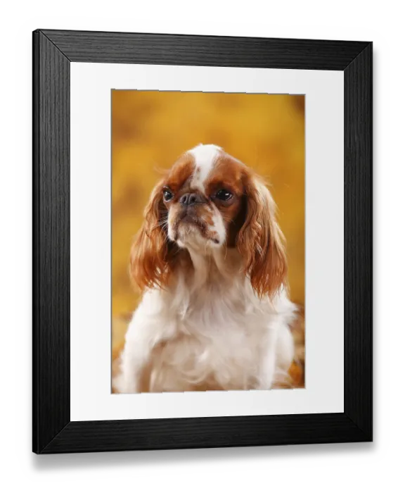 Framed Print : King Charles Spaniel, bitch, Blenheim, 2 years old