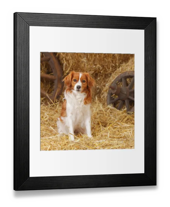 Framed Print : Kooikerhondje, bitch, Small Dutch Water Dog