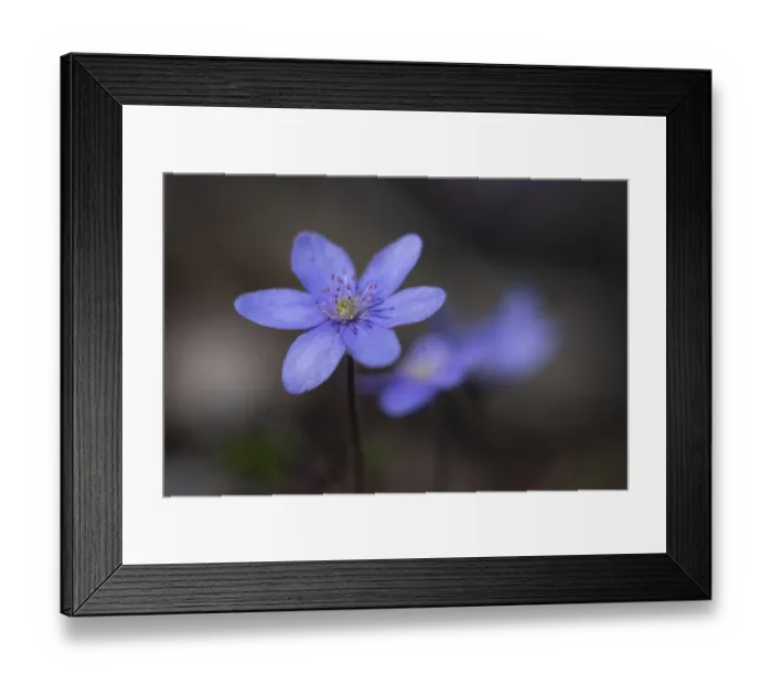 Framed Print : Spring arrives in the forest flowering anemones