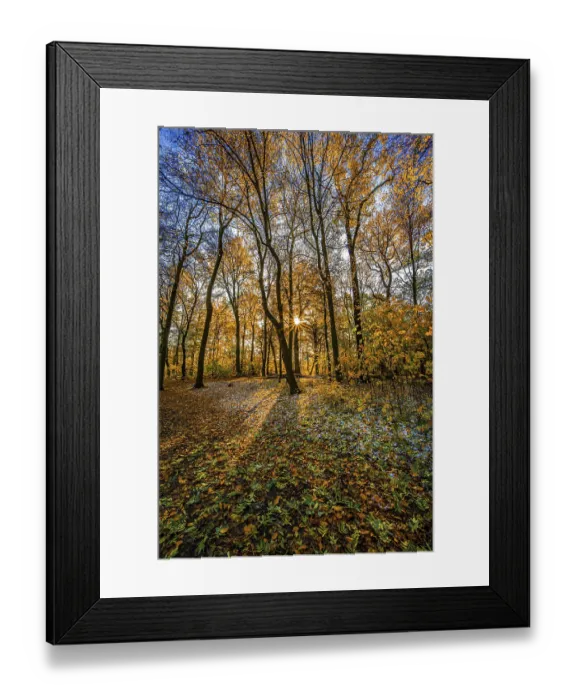 Framed Print : A sun star in a deciduous forest at sunset in late autumn and snow on the forest floor