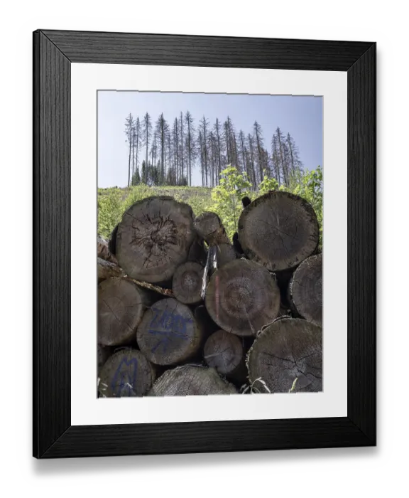 Framed Print : Fallen trees, dead, dead spruces (Picea) Framed Print : Fallen trees, dead, dead spruces (Picea)