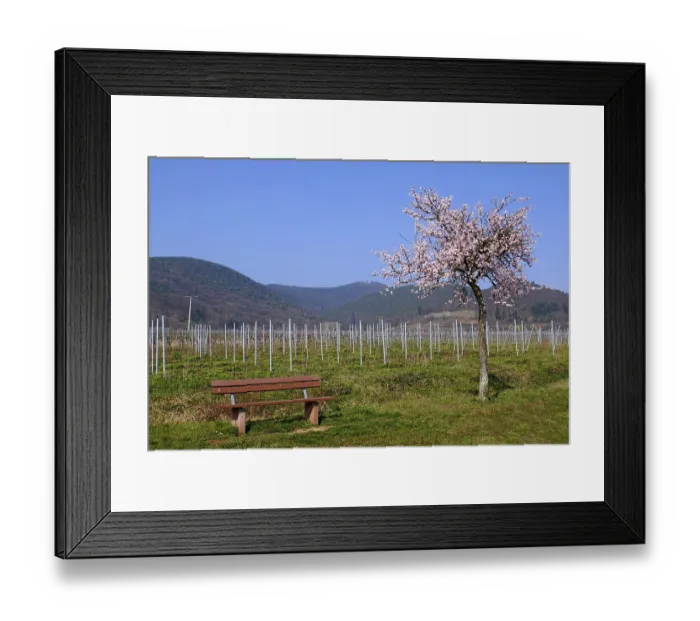 Framed Print : Blossoming almond tree (Prunus dulcis)