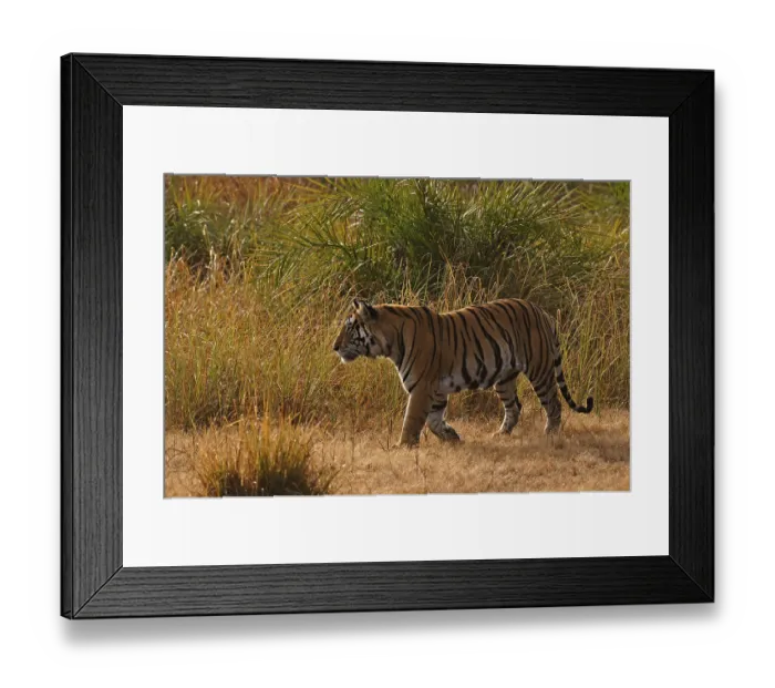 Framed Print : Bengal or Indian tiger (Panthera tigris tigris) Framed Print : Bengal or Indian tiger (Panthera tigris tigris)