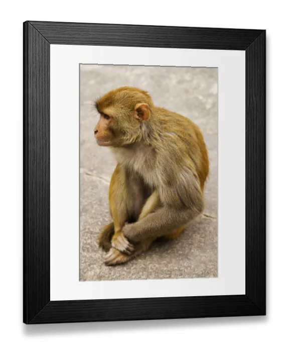 Framed Print : Rhesus Monkey, Rhesus Macaque (Macaca mulatta) Framed Print : Rhesus Monkey, Rhesus Macaque (Macaca mulatta)