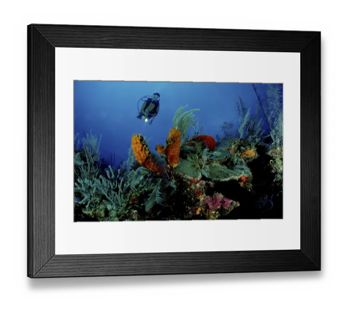 Framed Print : Diver at coral reef, Carribean Sea