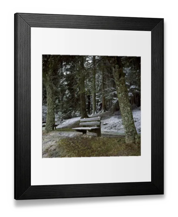 Framed Print : Isolated bench in a forest Framed Print : Isolated bench in a forest