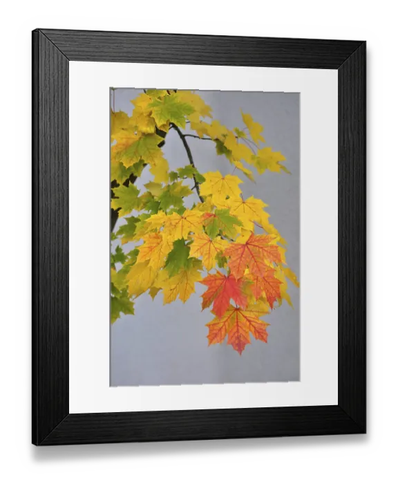Framed Print : Maple leaves, maple branch in autumn colouring Framed Print : Maple leaves, maple branch in autumn colouring