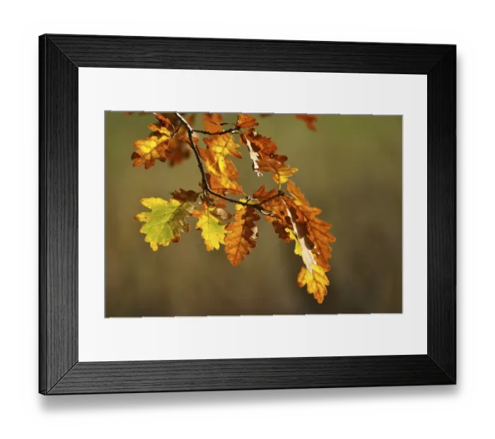 Framed Print : Colourful oak leaves in autumn Framed Print : Colourful oak leaves in autumn