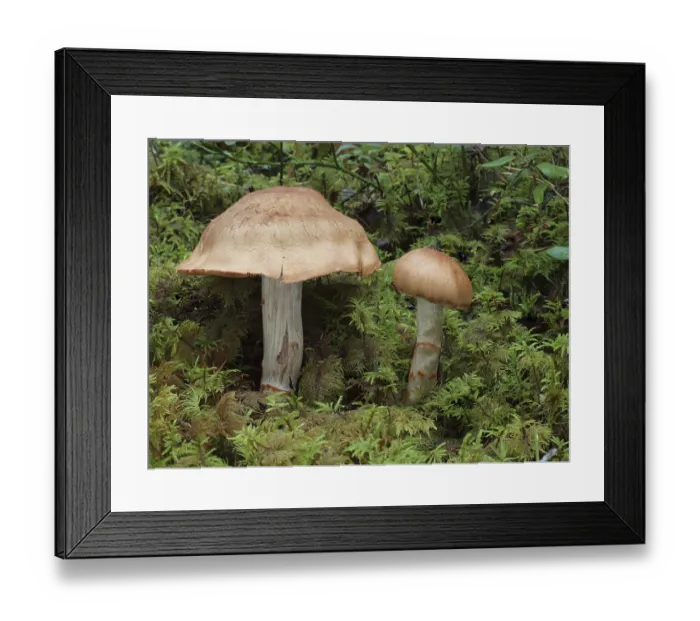 Framed Print : Cortinarius armillatus, commonly known as the red-banded cortinarius Framed Print : Cortinarius armillatus, commonly known as the red-banded cortinarius