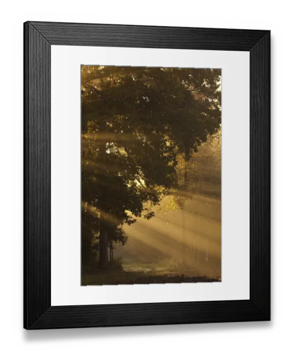 Framed Print : Sun rays in fog in the forest, Feldbach
