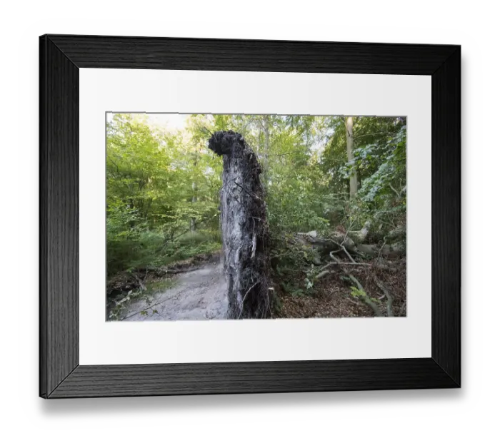 Framed Print : Root plate in the DarB primeval forest