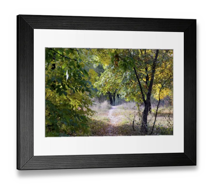 Framed Print : Autumn forest path between maple