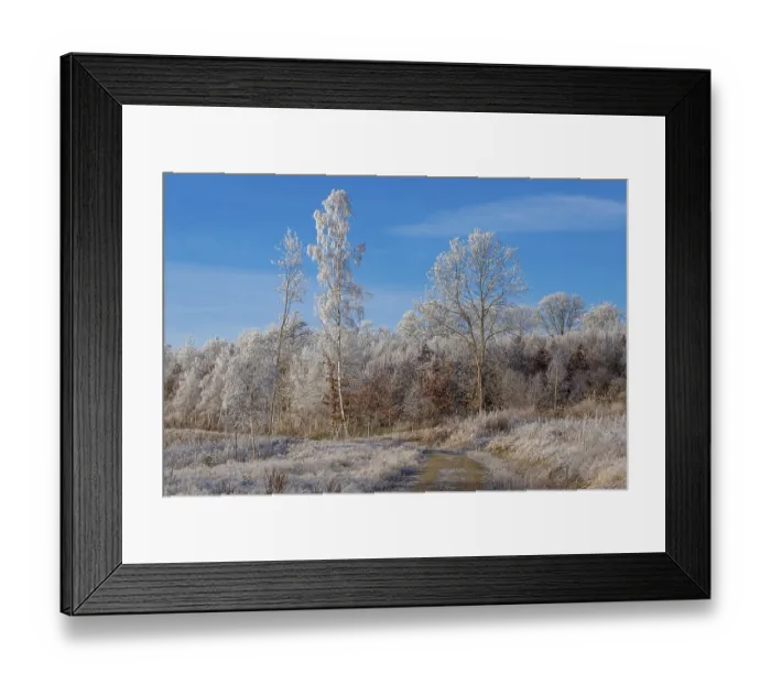 Framed Print : Frozen trees Framed Print : Frozen trees