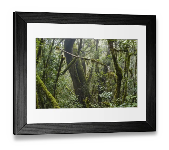 Framed Print : Cloud Forest, Garajonay National Park