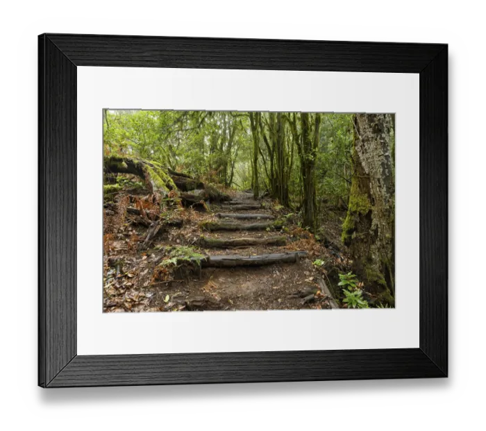 Framed Print : Hiking trail in the cloud forest