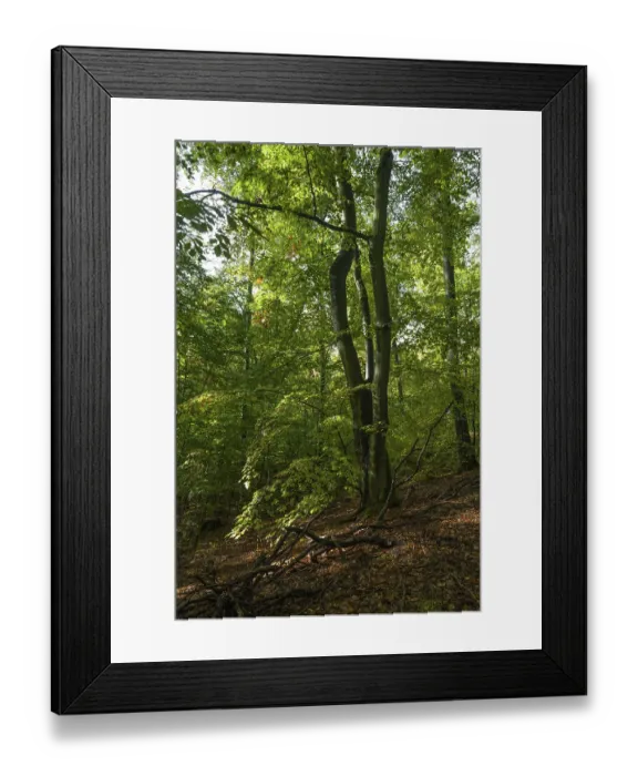 Framed Print : Beech forest with deadwood in autumn