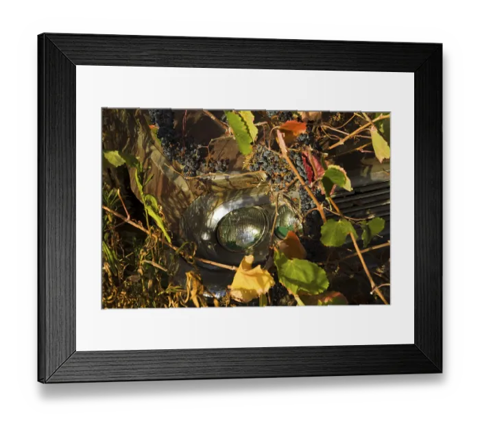 Framed Print : Trees and vines growing through an old rusty limousine