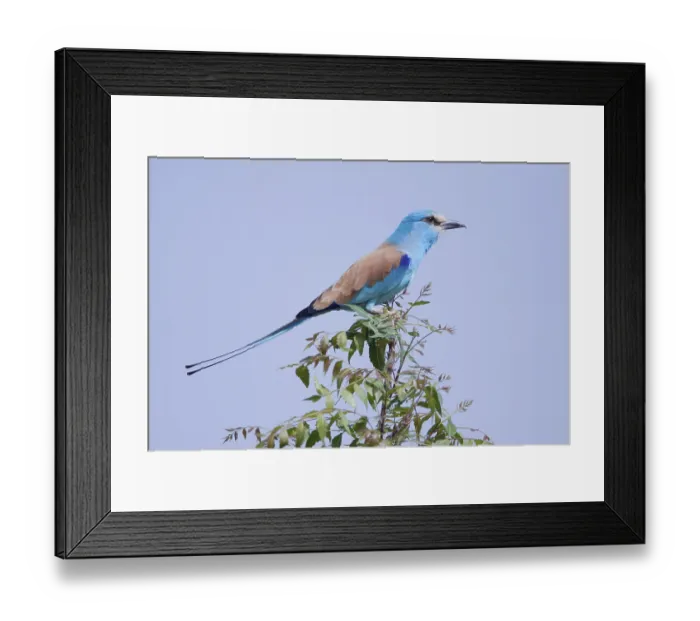 Framed Print : Adult abyssinian roller (Coracias abyssinica) Framed Print : Adult abyssinian roller (Coracias abyssinica)