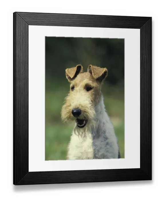 Framed Print : Portrait of a Wirehaired Fox Terrier Framed Print : Portrait of a Wirehaired Fox Terrier