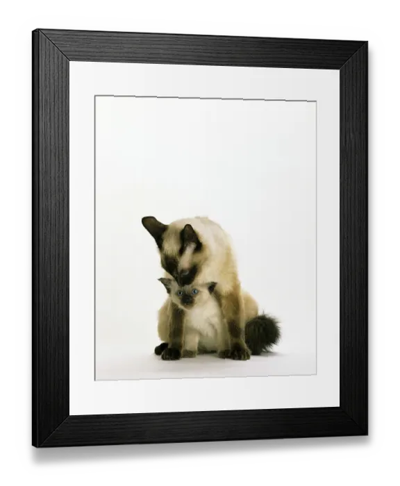 Framed Print : Balinese domestic cat, mother with kittens sitting against white background Framed Print : Balinese domestic cat, mother with kittens sitting against white background