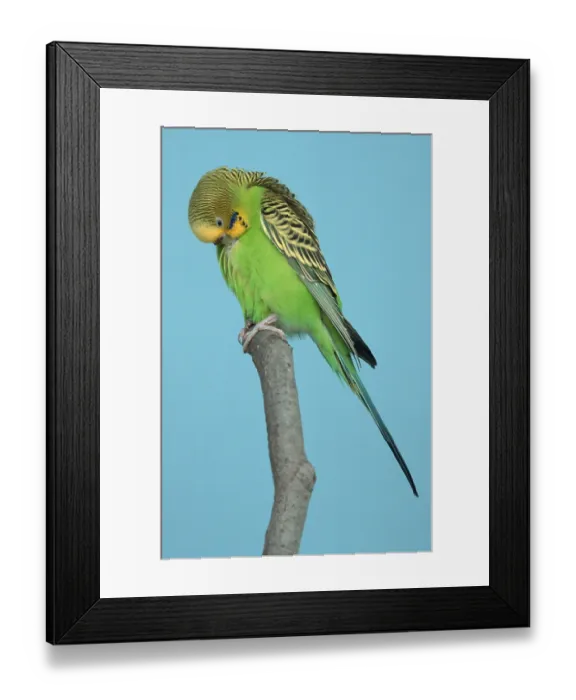 Framed Print : Budgerigars (Melopsittacus undulatus) Framed Print : Budgerigars (Melopsittacus undulatus)