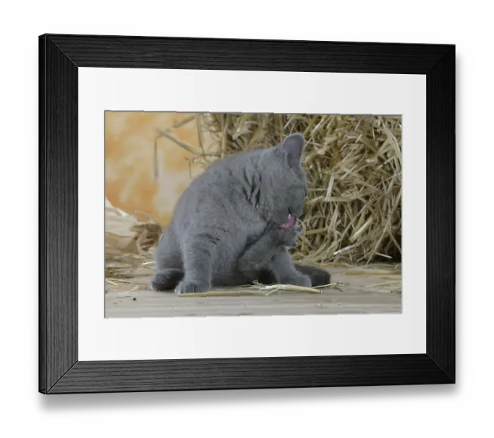 Framed Print : British Shorthair Cat, kitten, blue