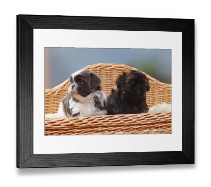 Framed Print : Shih Tzu, puppies, 6 weeks Framed Print : Shih Tzu, puppies, 6 weeks
