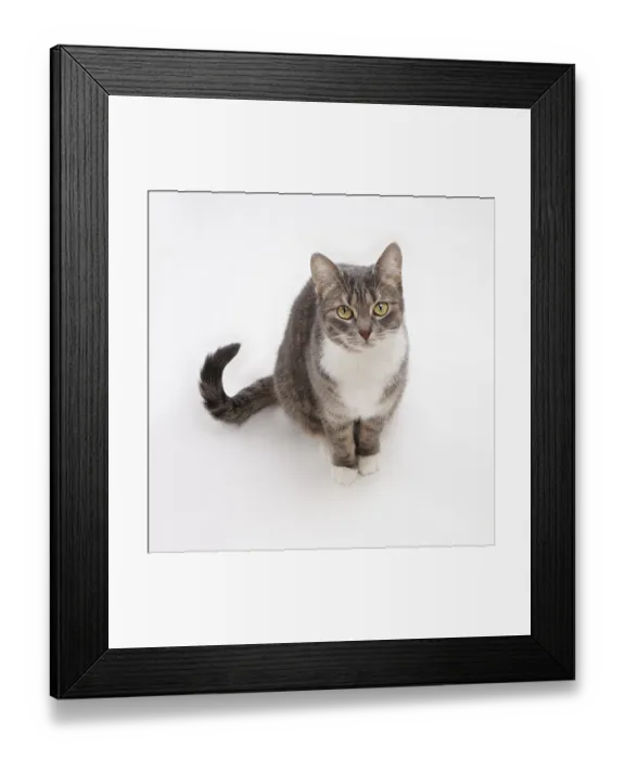 Framed Print : cute gray tabby cat looking up Framed Print : cute gray tabby cat looking up