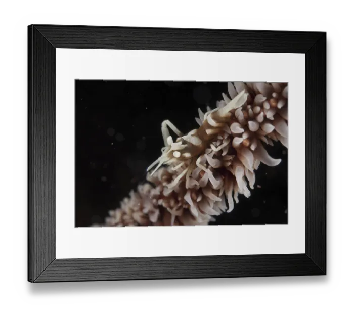 Framed Print : Black coral partner shrimp, Black coral partner shrimp