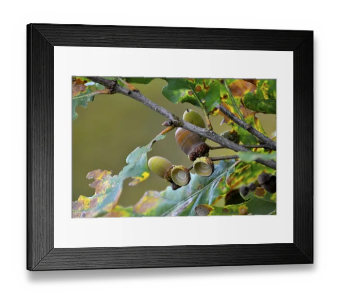 Framed Print : Oak branch in autumn with acorns
