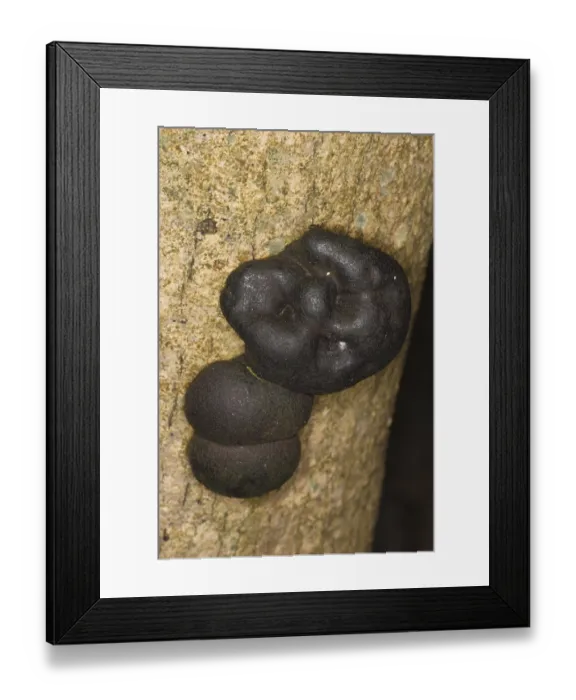 Framed Print : Cramp balls (Daldinia concentrica) fruiting body