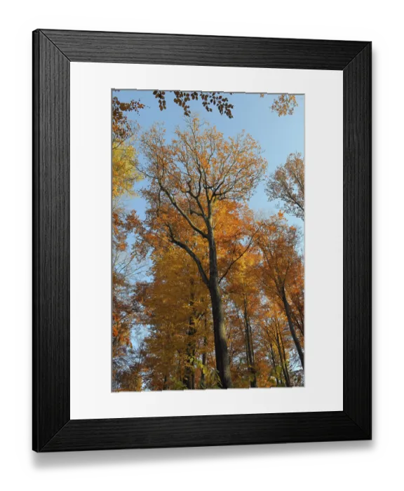 Framed Print : Maulbronn, deciduous forest in autumn Framed Print : Maulbronn, deciduous forest in autumn