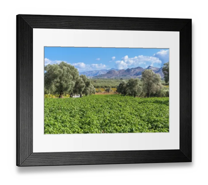 Framed Print : Picturesque landscape of the Messara plain with olive groves and agriculture Framed Print : Picturesque landscape of the Messara plain with olive groves and agriculture