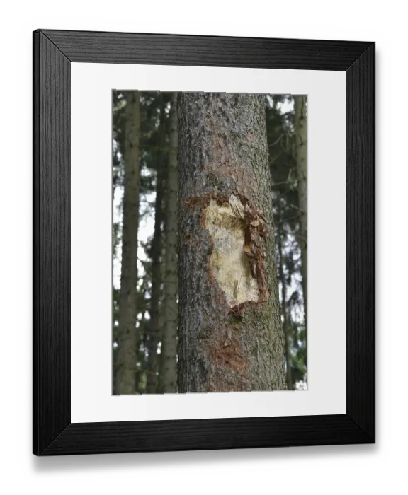 Framed Print : Tree destroyed in the forest with a harvester Framed Print : Tree destroyed in the forest with a harvester