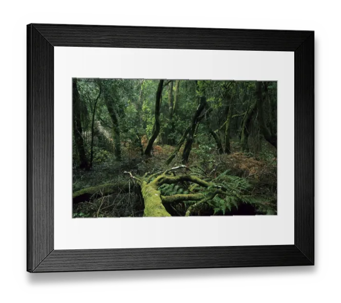 Framed Print : Spain La Gomera National park Garajonay