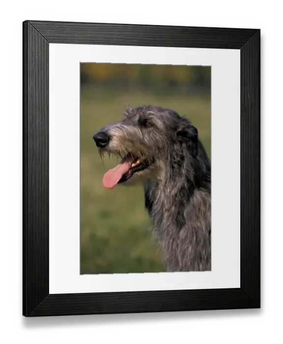Framed Print : SCOTTISH DEERHOUND, PORTRAIT OF AN ADULT Framed Print : SCOTTISH DEERHOUND, PORTRAIT OF AN ADULT