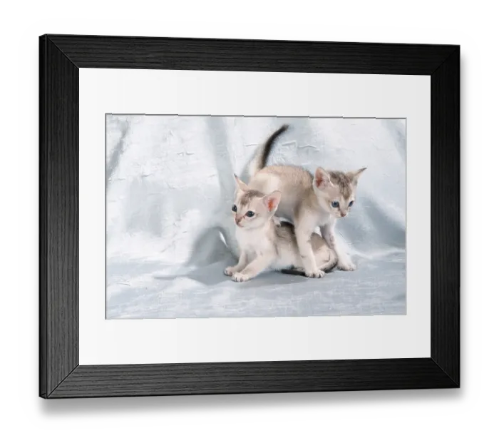 Framed Print : Singapura cats, kittens, 6 weeks