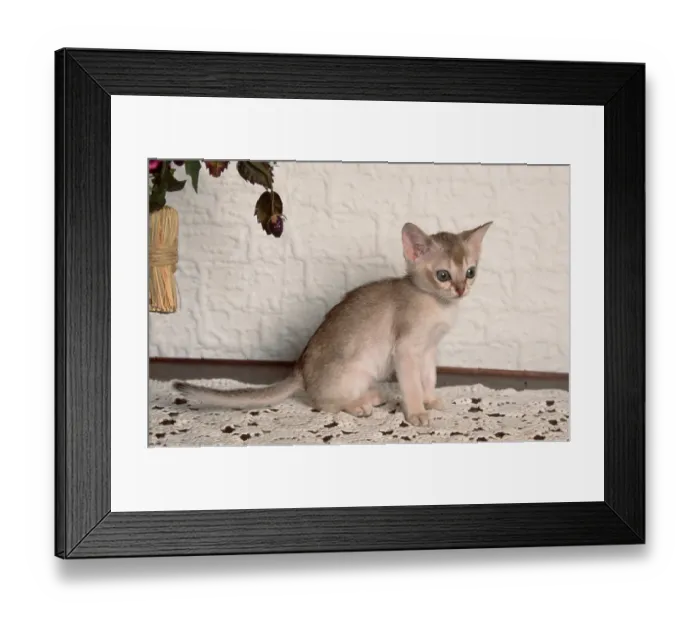 Framed Print : Singapura cat, kitten, 8 weeks Framed Print : Singapura cat, kitten, 8 weeks