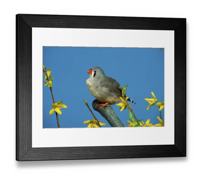 Framed Print : Zebra Finch (Taeniopygia guttata), female