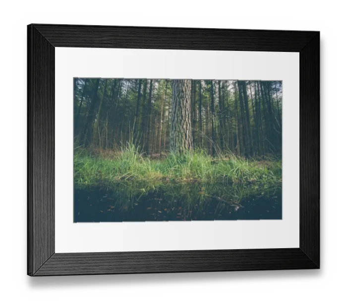 Framed Print : Large tree by a puddle in a dark forest Framed Print : Large tree by a puddle in a dark forest